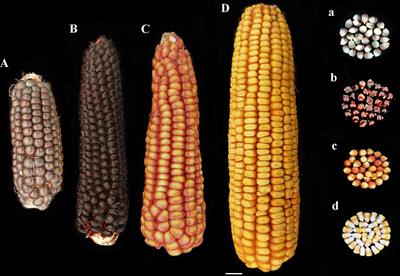 Phenolic Profile and Susceptibility to Fusarium Infection of Pigmented Maize Cultivars